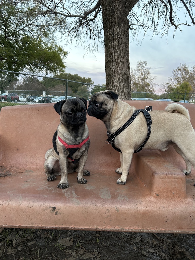 Two pugs hanging out on a bench at the park