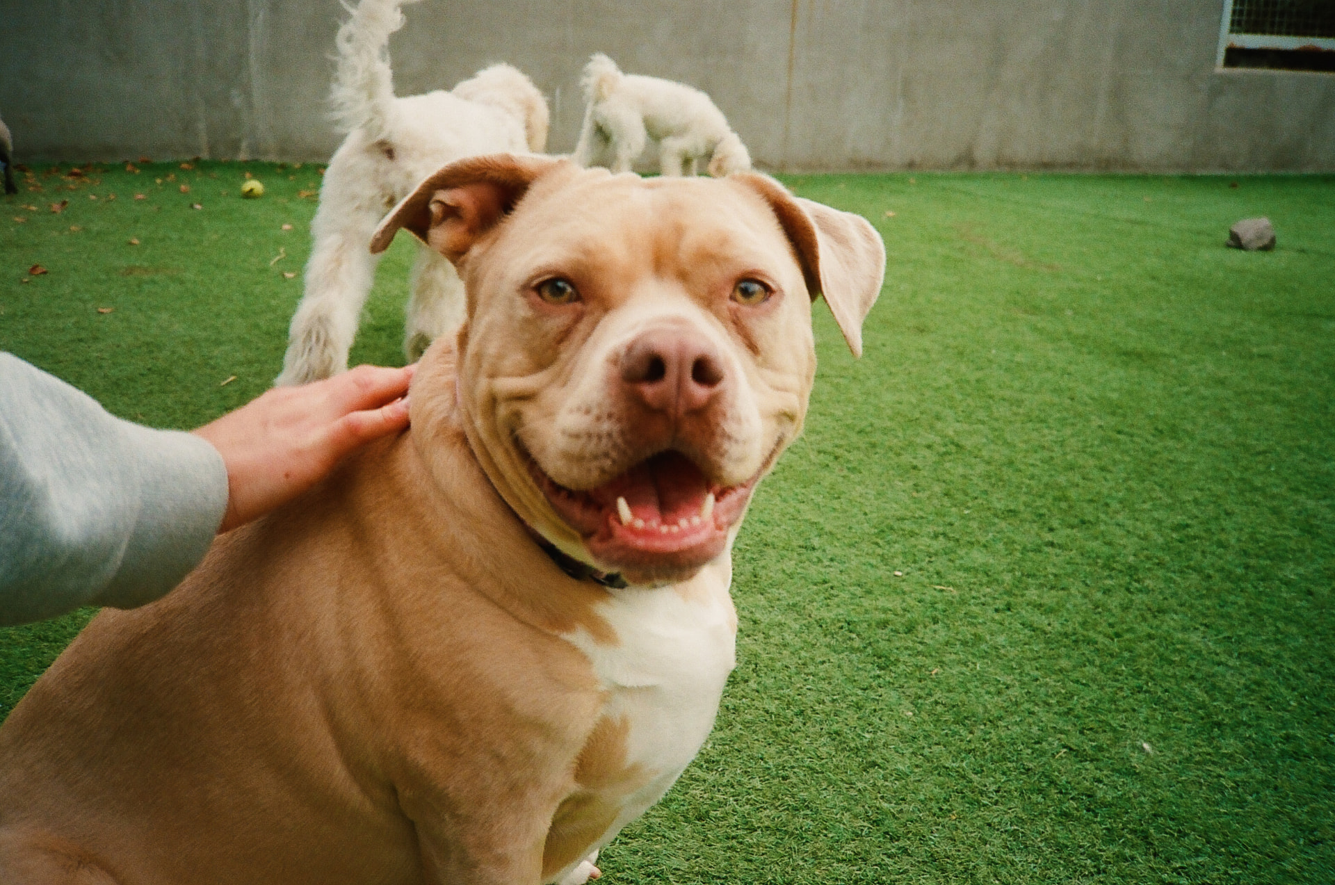 Happy tan pittie smiling in the grass
