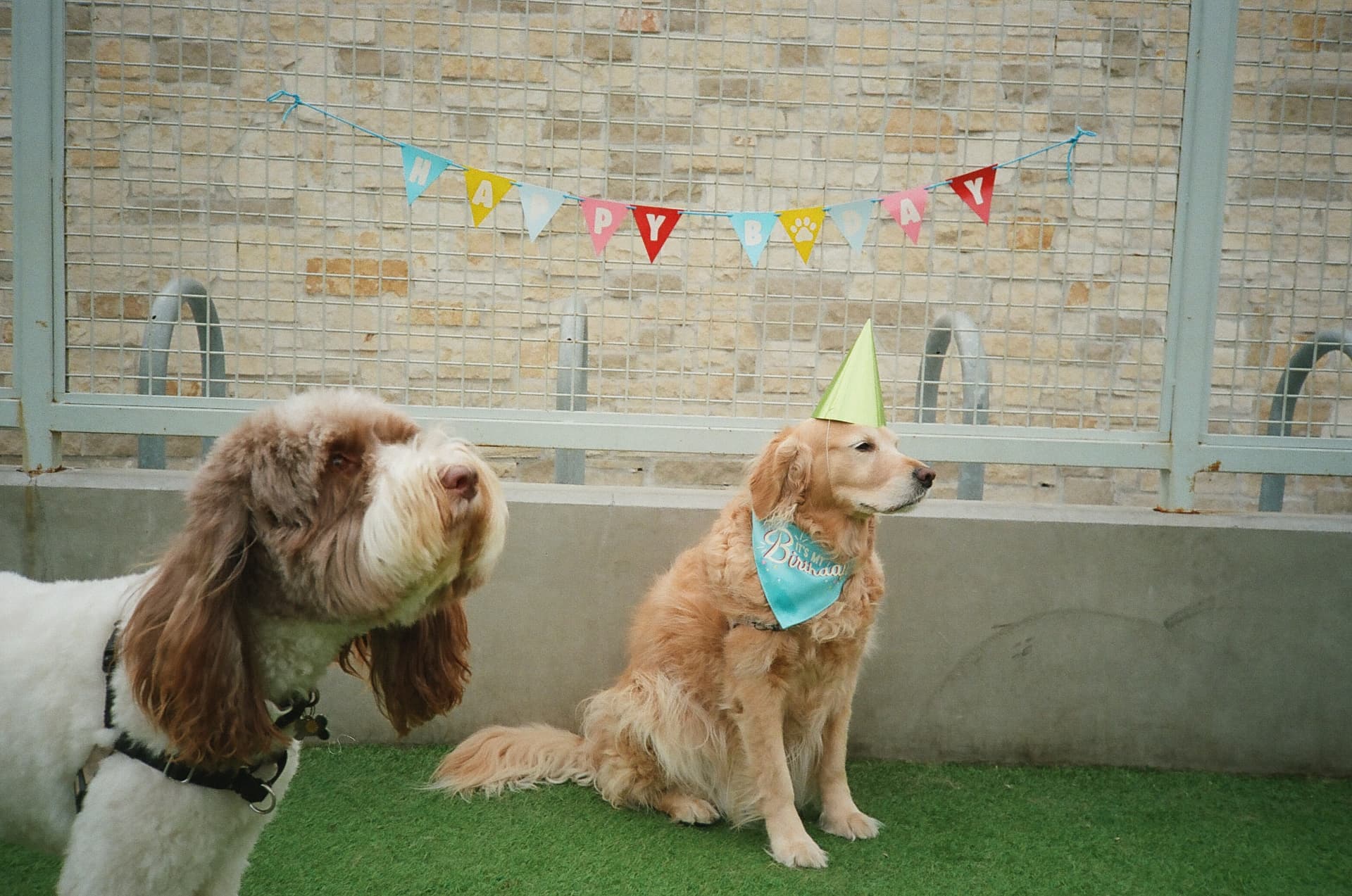 Golden retriever in a party hat at a birthday hangout