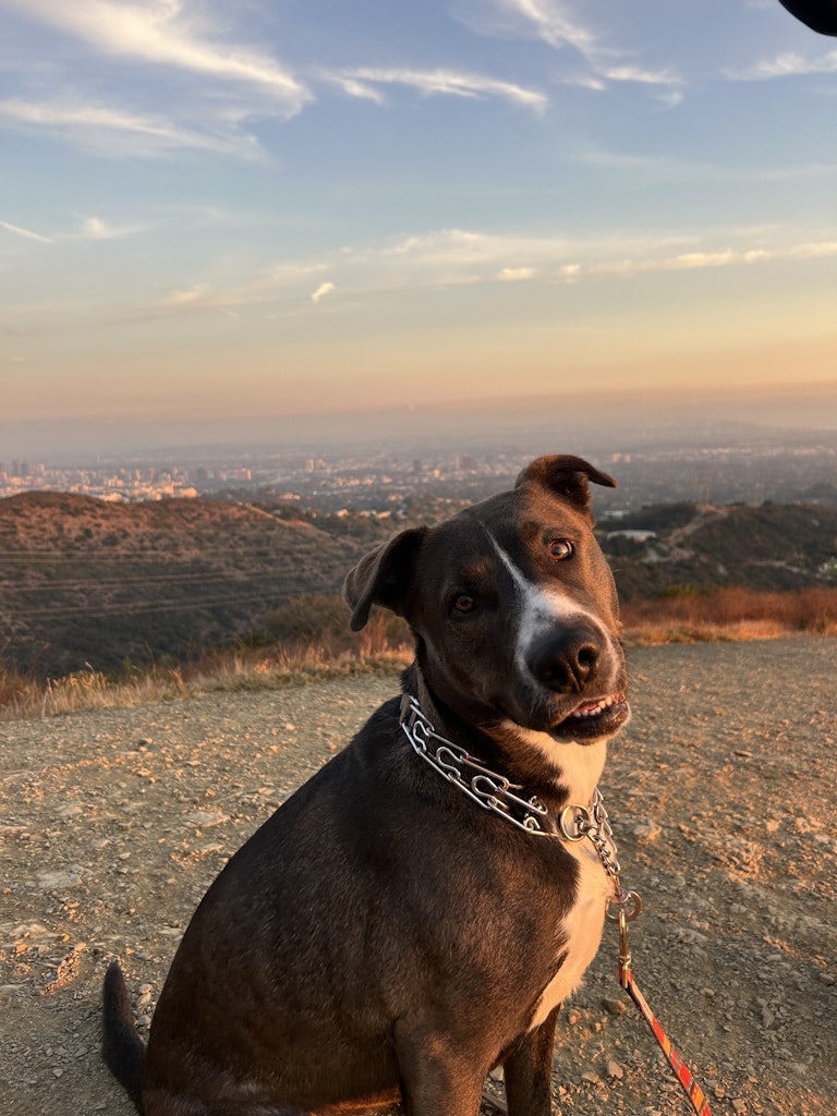Dog at a hilltop overlook at sunset above LA